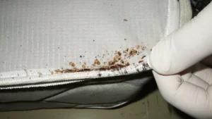 Bedbug infestation