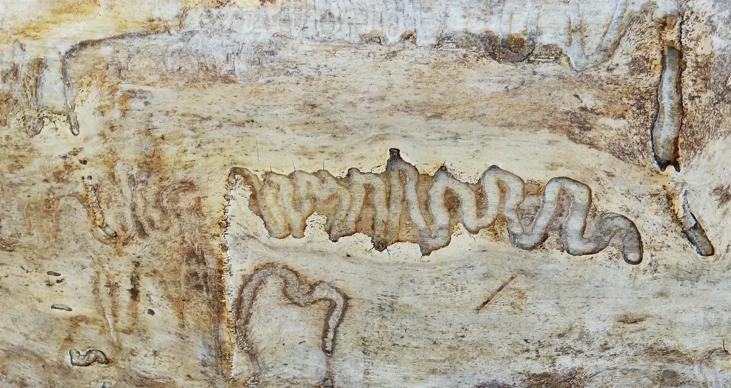 Termite Tracks